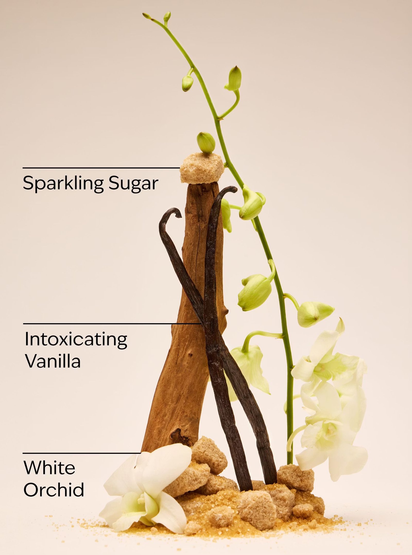 Warm Vanilla Sugar Body Wash - Image 3