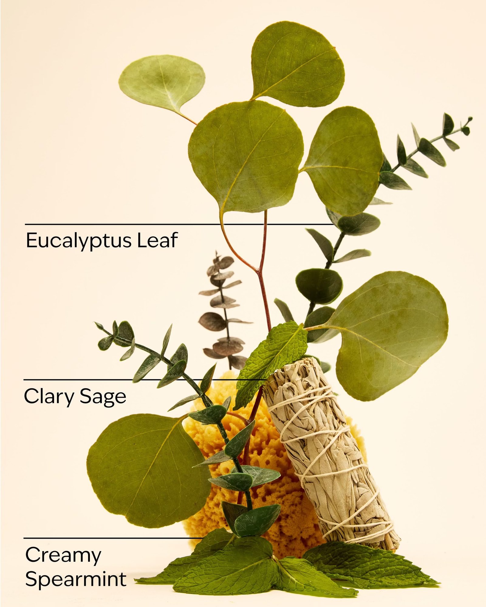 Eucalyptus Spearmint Moisturizing Shampoo - Image 3