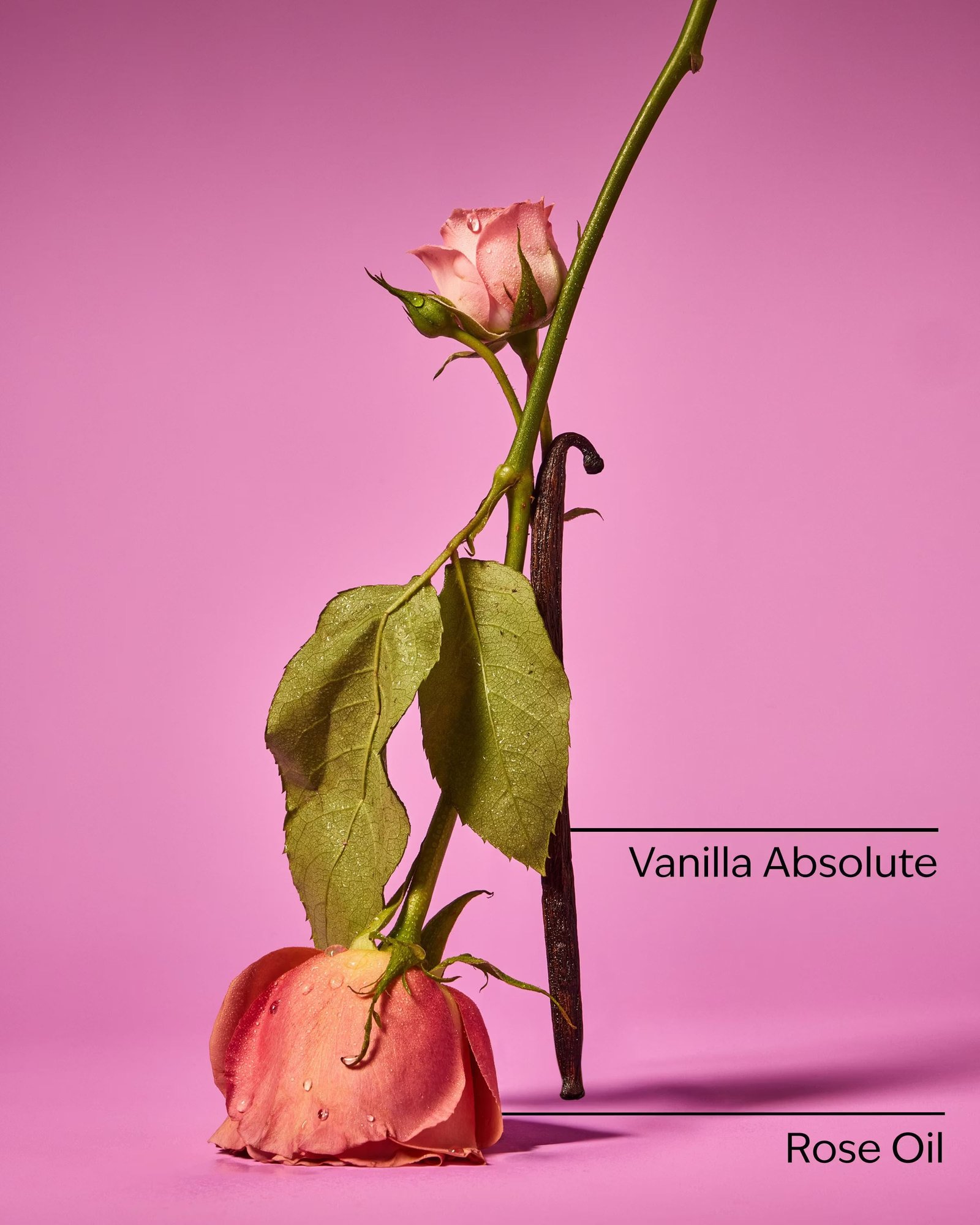 Rose Vanilla Essential Oil Mist - Image 3